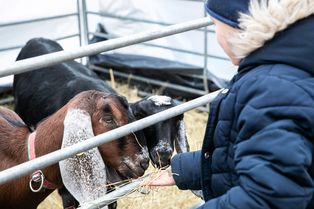 Seimo Europos reikalų komitetas priėmė spendimą dėl Pasiūlymo Europos Parlamento ir Tarybos reglamentui dėl gyvūnų apsaugos atitikimo subsidiarumo principui